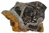 Orange Crocoite Crystals On Goethite - Tasmania #103802-1